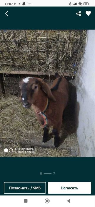 Продаются молодые козочки ,козлята породы Ламанча.