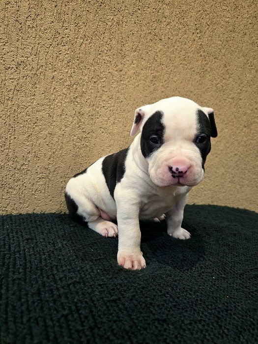 American Bully XL suczka Rezerwacje
