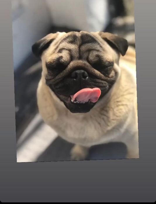 В’язка Мопсів, хлопчик Мопс для в’язки