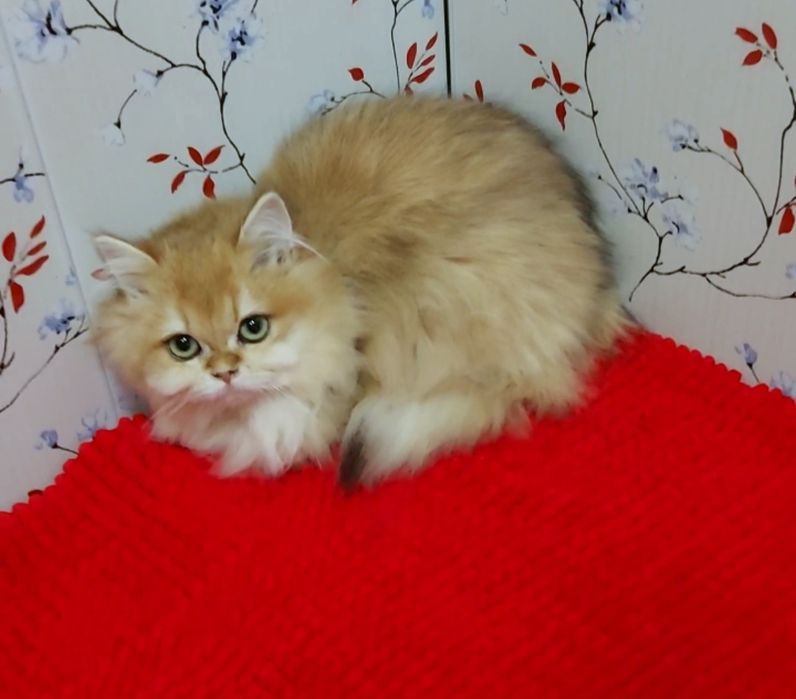 Британская кошечка ДШ