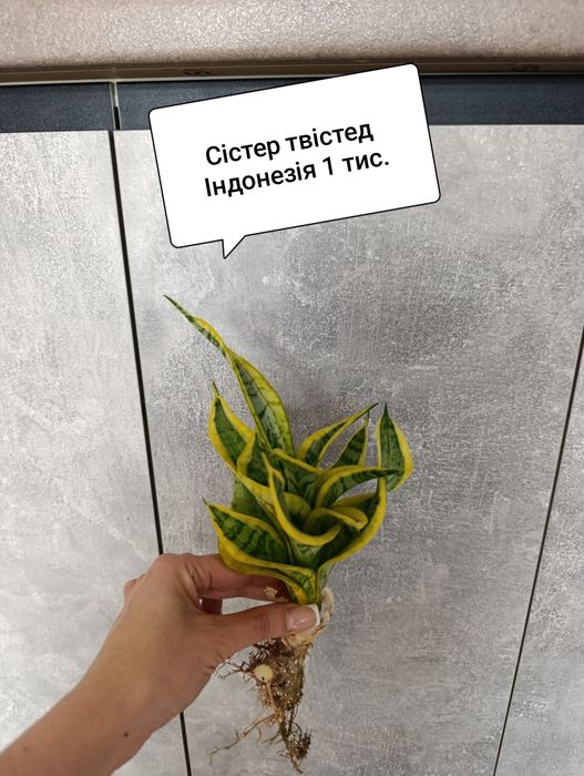 Сансевиерия сансевьера Грин мулд