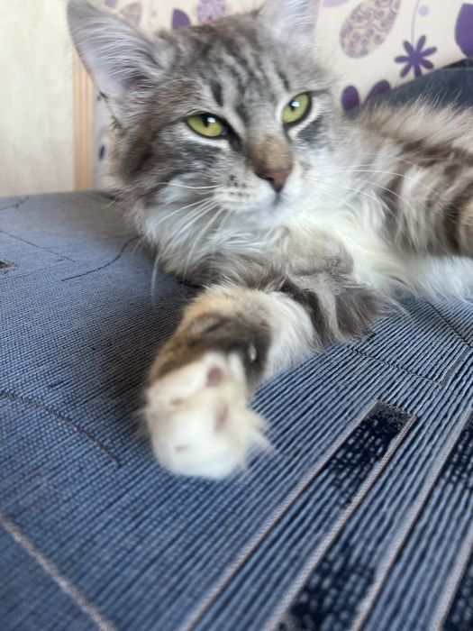 Котик в добрі руки