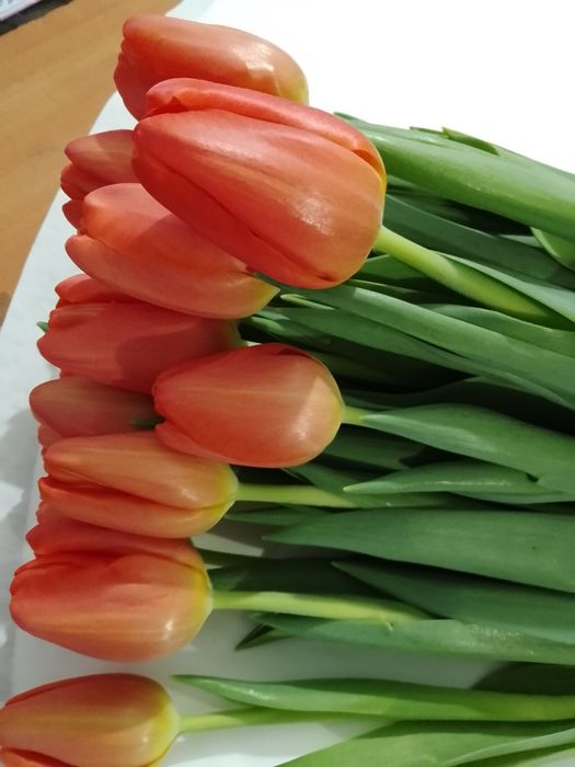 Тюльпани оптом до 8 Березня