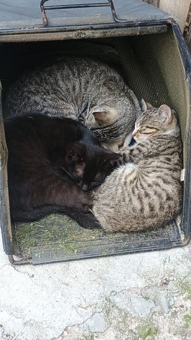 Oddam kotki do kochającego domu
