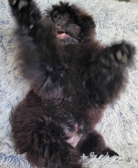 Teddy неймовірно імпозантний плюшка ПомаПу (PomaPoo) зі столиці