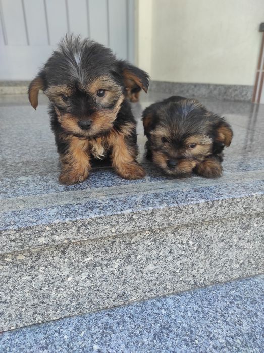 Yorkshire terrier
