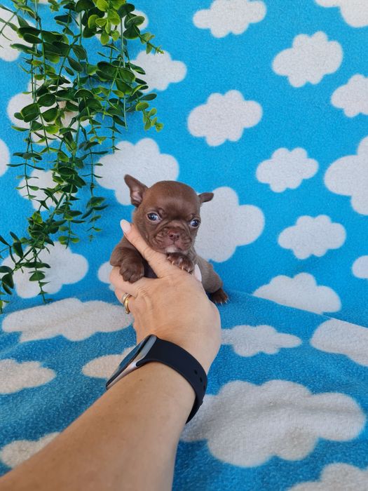 Excelente mini menino Chihuahua/Chiuaua LinhagemRussa de Qualidade