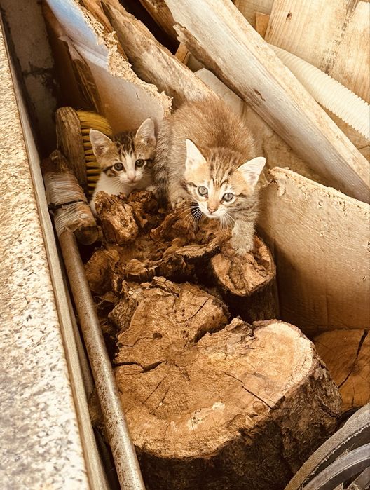 Dá-se gatos para adoção responsável