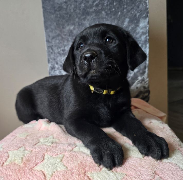 Labrador Retriever ostatnia sunia