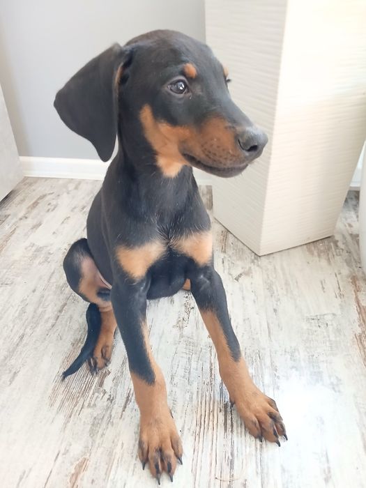Doberman szczeniak