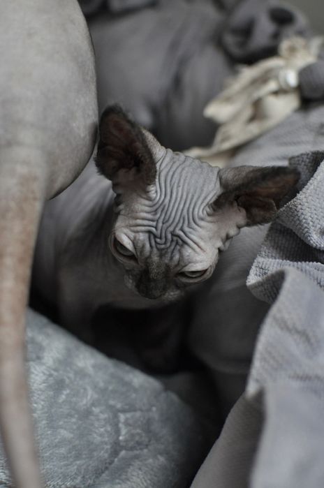 Sfinks kocurek extremalny typ