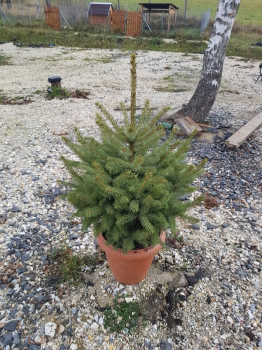 Świerki świerk ozdobne srebrny srebrzysty kora SADZENIE TRANSPORT !!