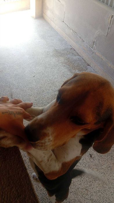 Beagle puro para doar