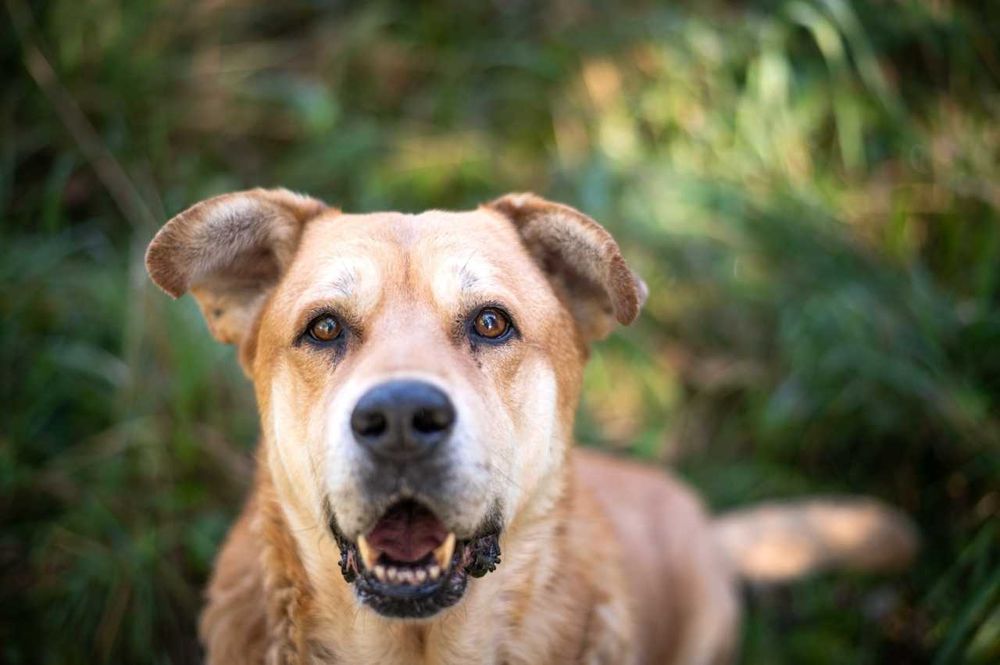 Ryan - misiasta ostoja psiej łagodności szuka domu!