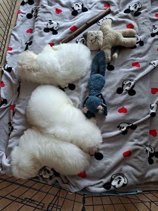 Coton de Tulear FCI