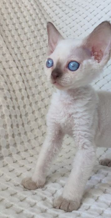 милі і ніжні дівчатка Devon-Rex