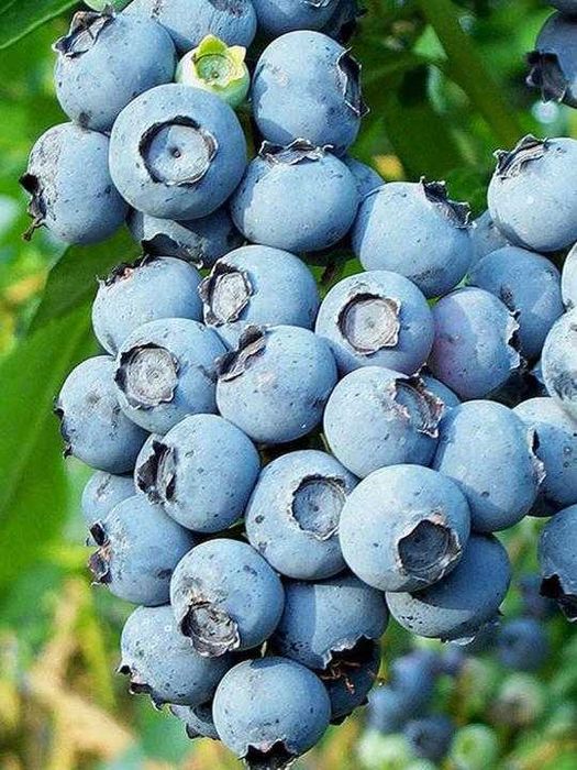 Borówka Amerykańska 4 letnie sadzonki - Miododajna 12 odmian CAC