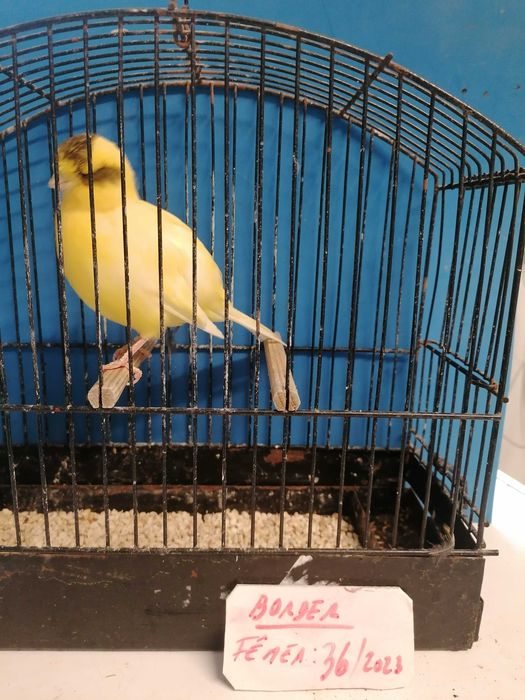 CANÁRIOS (Norwichs e Borders)