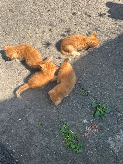 Кошенята рудого окрасу