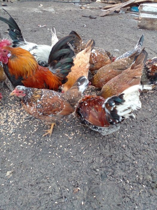 Інкубаційне яйце бентамки , Инкубационное яйцо бентамки