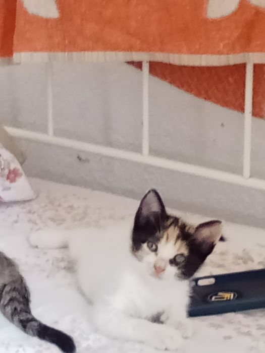 Gatinhos bebés para adoção responsável  e carinho