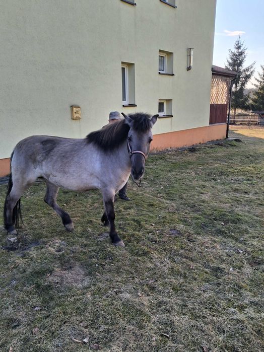 Konik Polski klacz - sprzedam