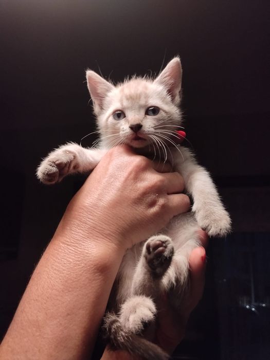 Gatinhos bebés  para adoção