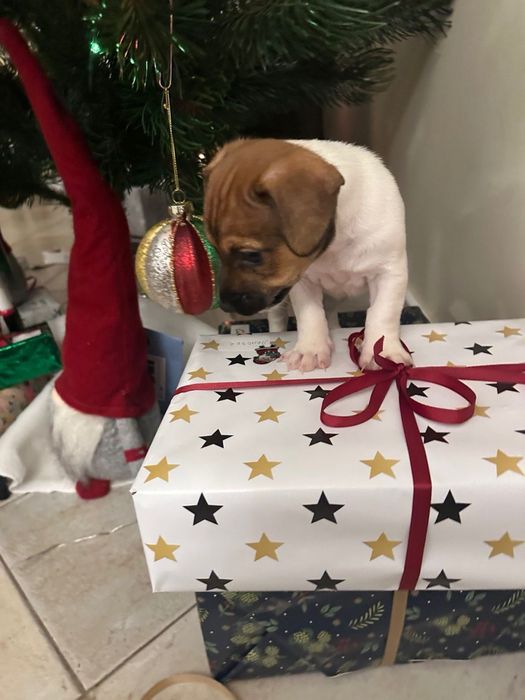 Дівчата джек рассел  і один хлопчик