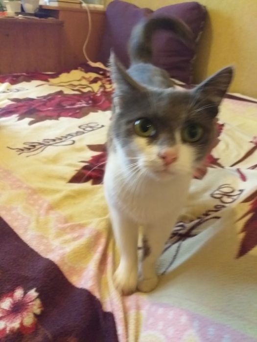 Кішечка шукає люблячу родину