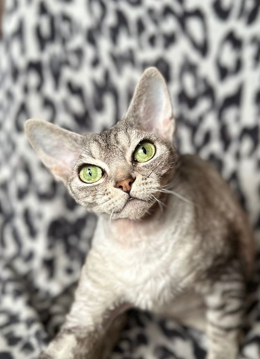 Szukam domu dla mojej kotki Devon Rex