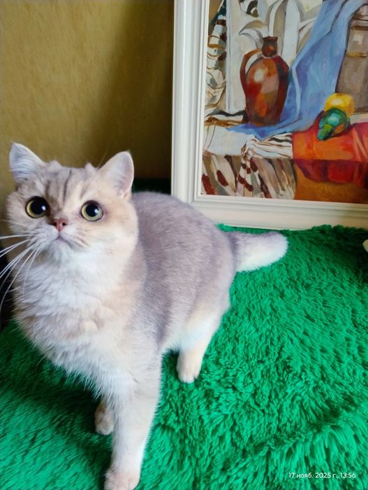 Котик британський блакитне золото