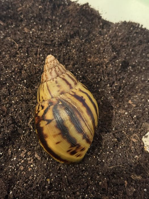 Ślimak afrykański Achatina Achatina Nigeria Standard