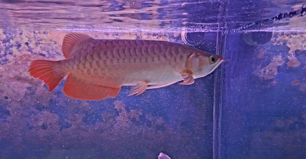 Arowana Super Red 40cm