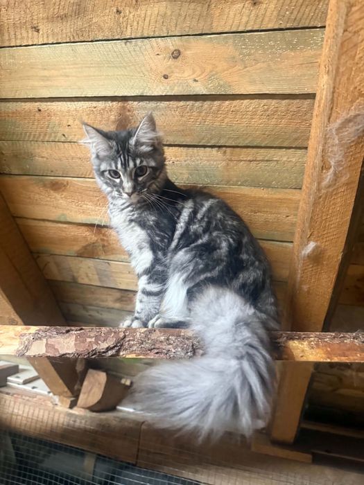 Kotka maine coon srebrna WCF/SHK
