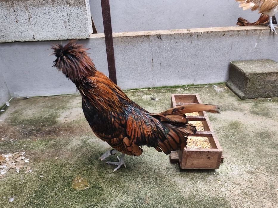 Garnisé dourado,macho