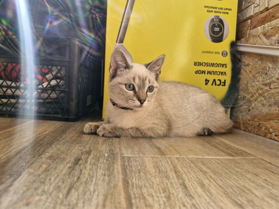 Тонкінезькі кошенята