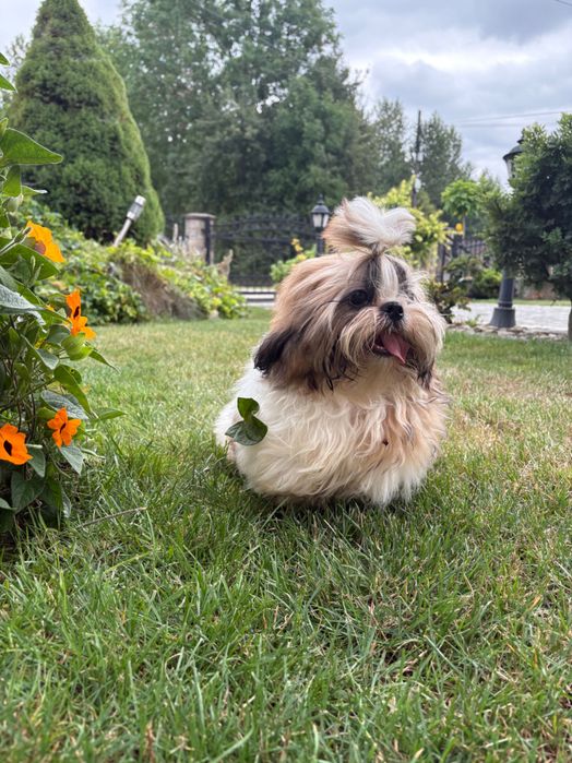 Shih Tzu FCI ZKwP Pies