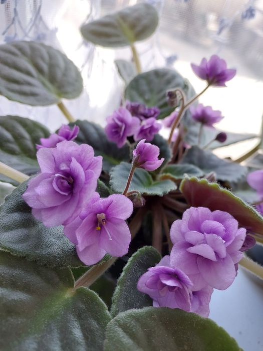 Фіалки з квітами