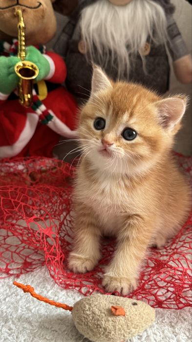 Продам грайливих кошенят