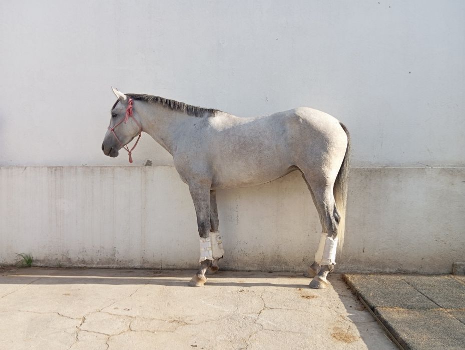 Poldra hispano árabe