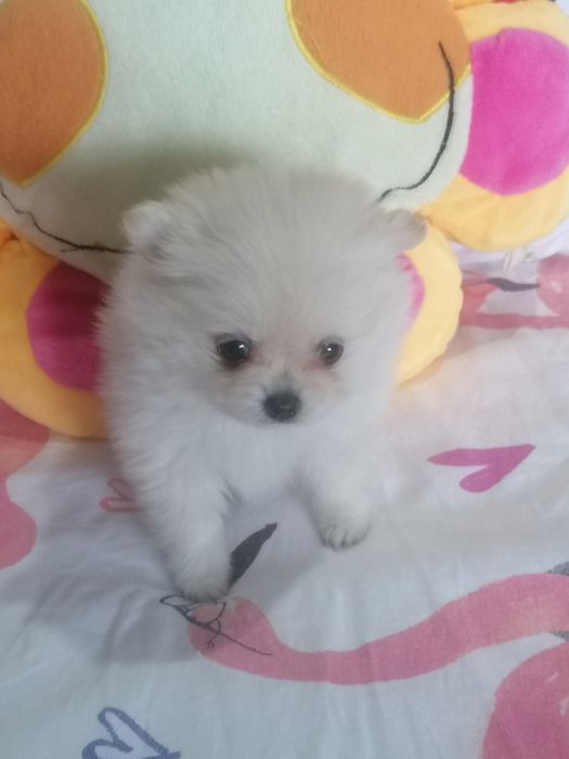 Spitz alemão mini