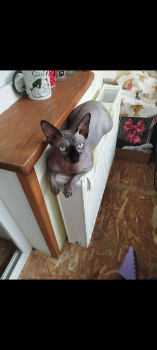 Продам котика сфінкса