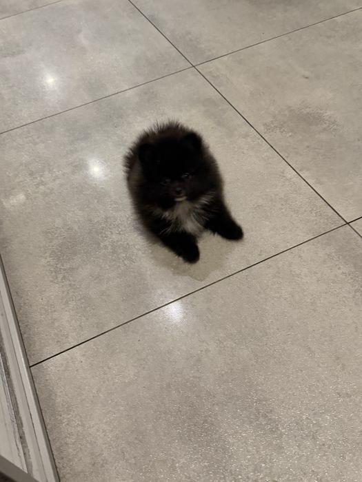 Pomeranian szpic miniaturowy piesek czarny puchaty