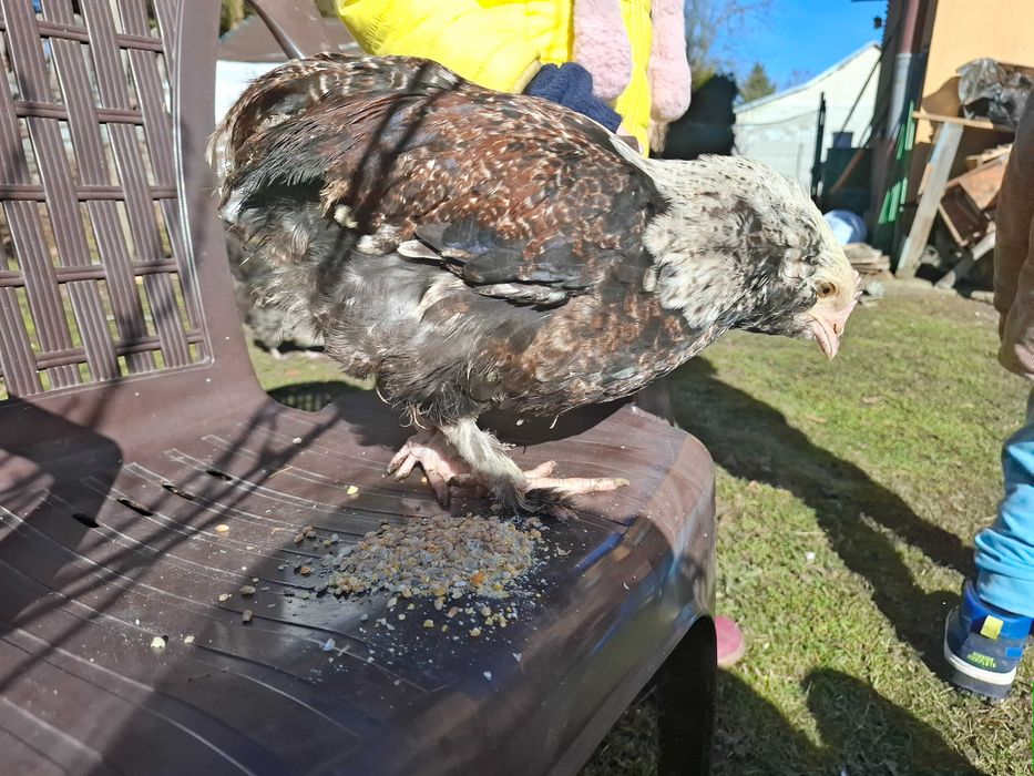 Kogut faverolla łososiowa