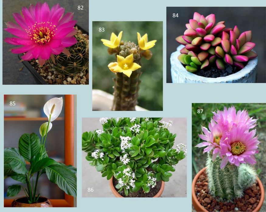 Кактуси, сукуленти, грошове дерево, спатифілум для флораріума