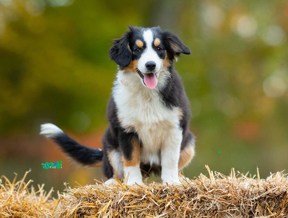 Miniaturowy Amerykański  Owczarek (miniatura Australijczyka)