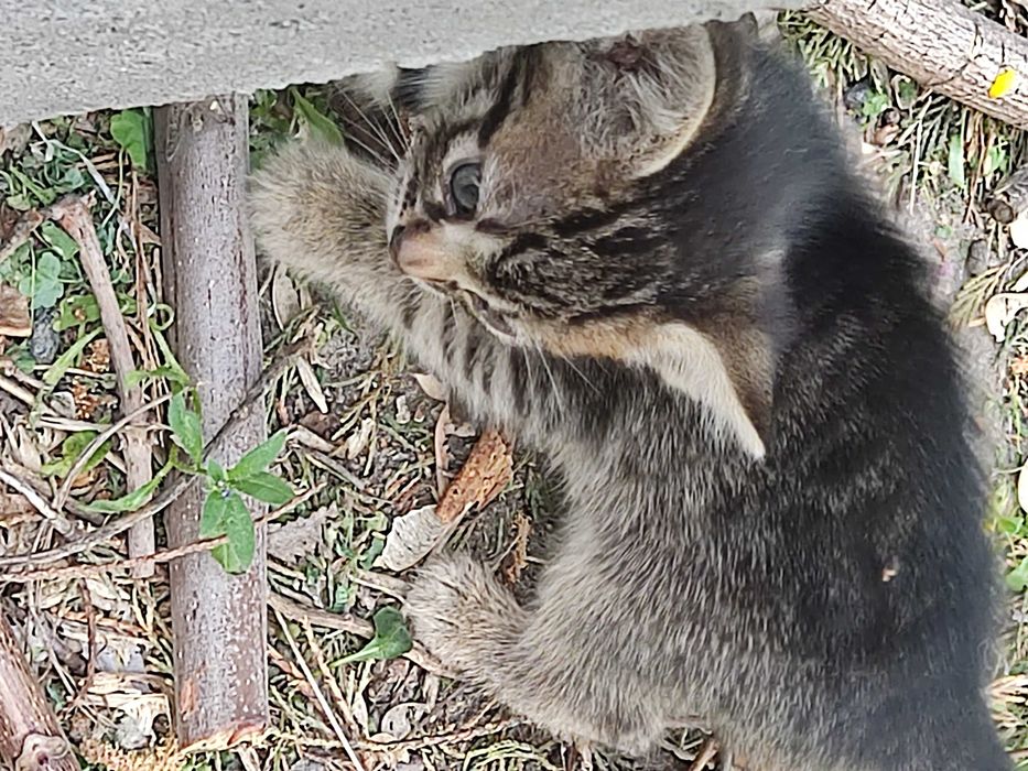 Котята   ж м Фрунзенский
