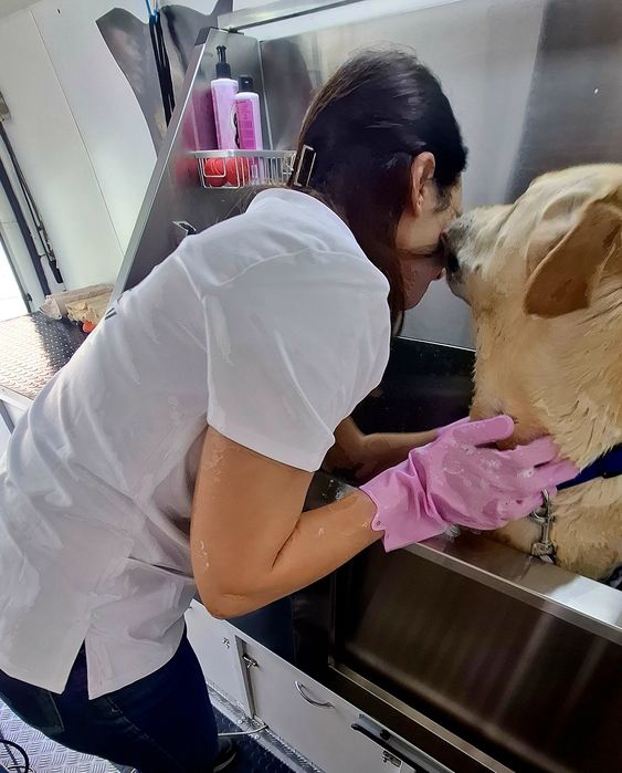 Banhos e tosquias ao domicílio