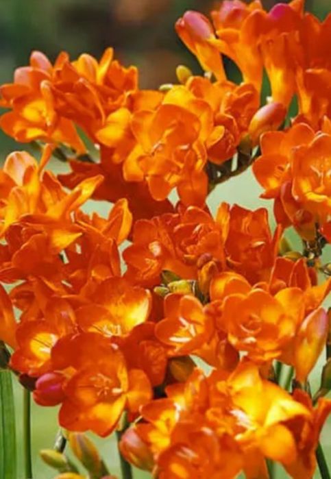 Продам цибулини махрової фрезії