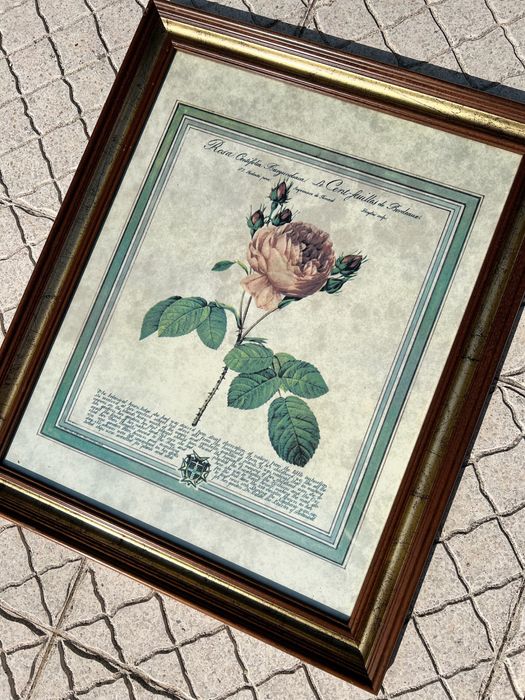 Quadros botânicos vintage – Pierre-Joseph Redouté